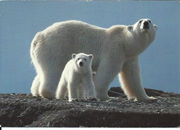 ours polaires