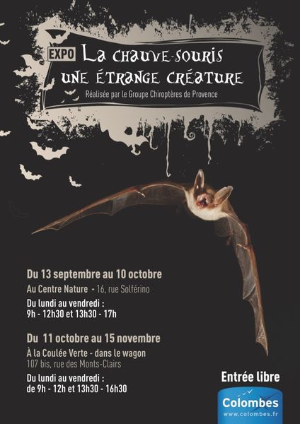 La chauve-souris, une étrange créature