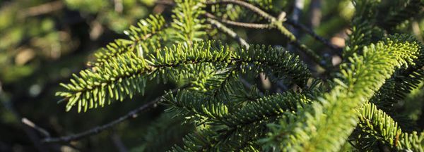 Collecte de votre sapin de Noël à Colombes