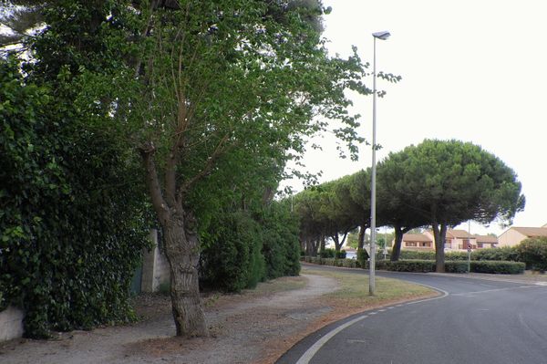 Les célèbres Mûriers (à gauche)
