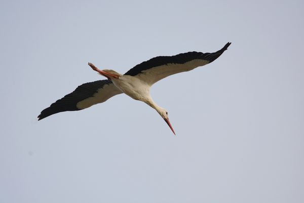 Passage d'une cigogne ce matin...
