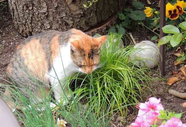 Les chats des copines : Finette