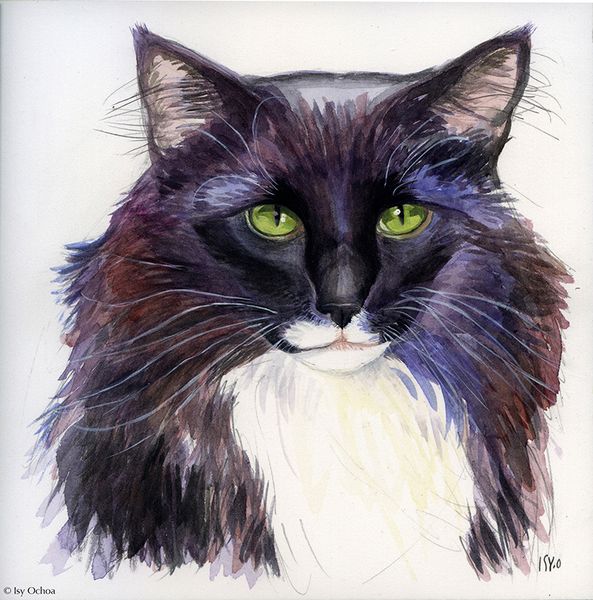 Béliaï à l'honneur dans le coffret Les chats d'Isy Ochoa