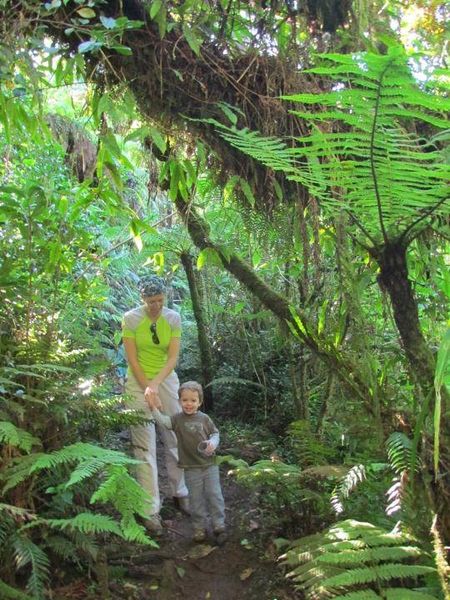 Tour du Piton Bebour dans la forêt de Bélouve - 10 mai 2013