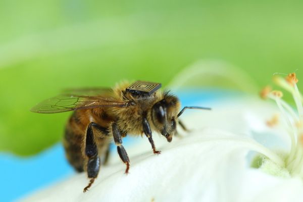 Bee sensors take flight to help farmers / Etudier le déplacement des abeilles grâce à des puces électroniques