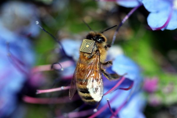 Bee sensors take flight to help farmers / Etudier le déplacement des abeilles grâce à des puces électroniques