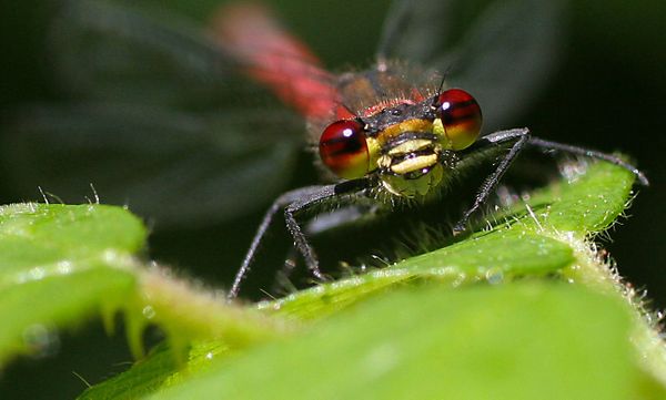 Insectopolis, le festival de l’insecte