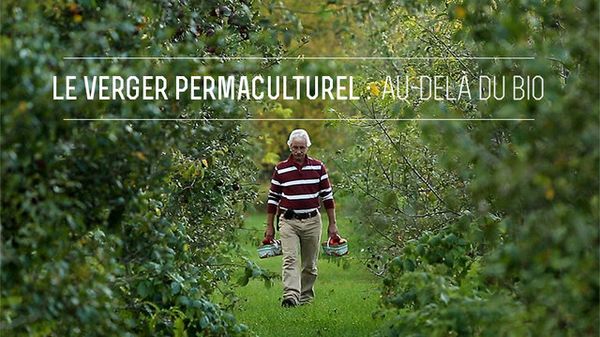 Les sciences en écologie et les pommes : une histoire de permaculture !