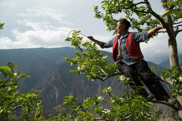 Dans les vergers du Sichuan, les Hommes font le travail des abeilles