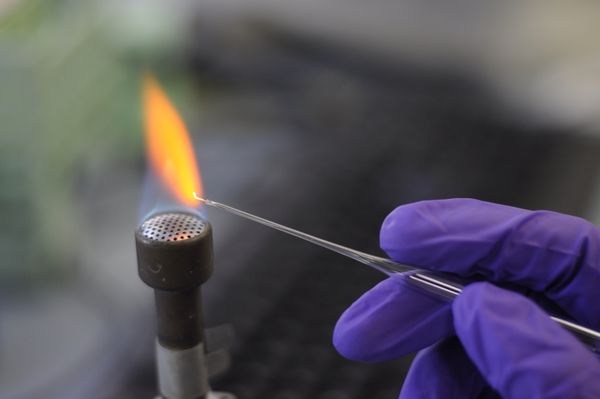 Pour attraper les C. elegans (oeufs, larves, adultes), on utilise un fil de platine préalablement chauffé pour éviter toute contamination du milieu de culture par des micro-organismes.