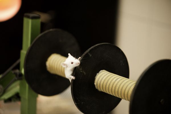 Tests comportementaux sur souris dans l'étude sur la dépression, test pour la coordination motrice rotarod via la mesure du temps de maintien de l'animal sur une barre en rotation. Laboratoire de l'équipe 4 (crédit photo : Inserm/P. Latron)