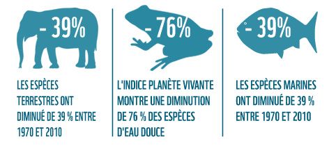 © WWF International