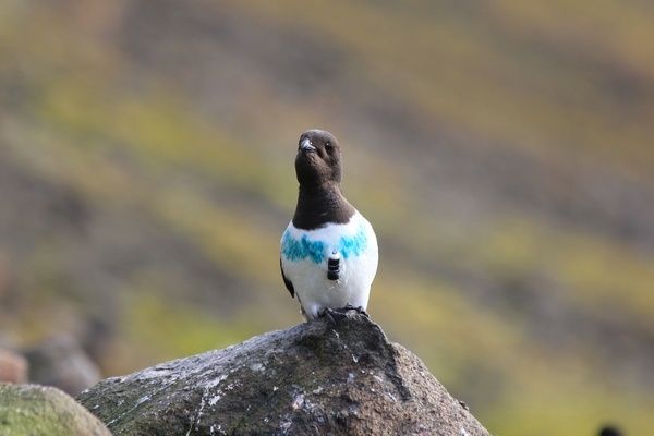 Mergule nain (Alle alle) équipé d’un enregistreur miniaturisé (TDR) et marqué en bleu pour permettre une identification individuelle (photo de Jérôme Fort)