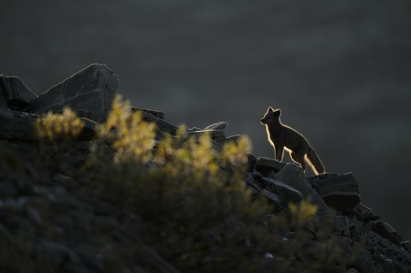Une photo de Vincent Munier, 2014
