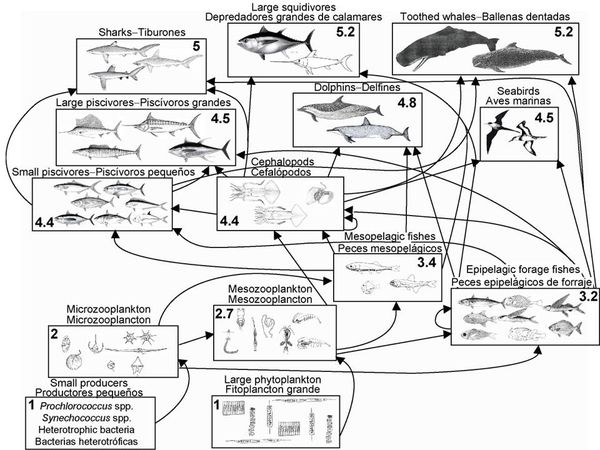 Ecopath model of the eastern Pacific pelagic ecosystem. (Olson & Watters 2003. IATTC Bulletin.22(3))