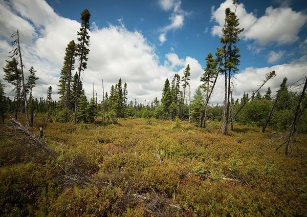 La forêt boréale (Photo de Guillaume Ajavon)