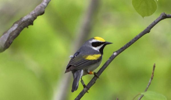 A golden-winged warbler with a geolocator attached. Photo: Henry Streby