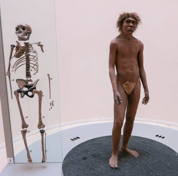 La médecine darwinienne, un autre regard sur la santé