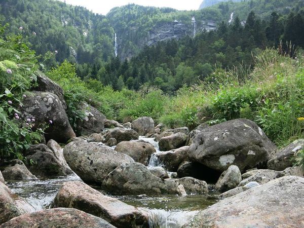 Biodiversité continentale : rivières et forêts