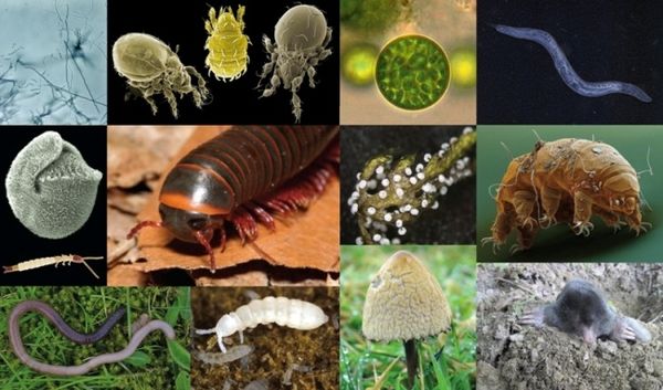 New atlas illustrates global soil biodiversity and threats to soil organisms