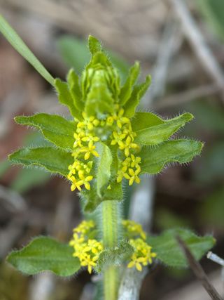 Cruciata laevipes