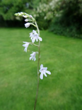 Stenoglottis woodii
