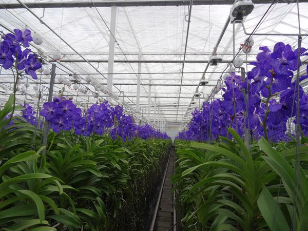 Vanda Blue Magic, plante phare de l'entreprise. Plants destinées à la vente de tiges coupées.