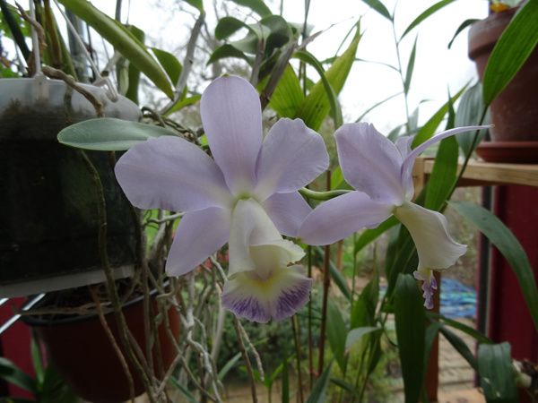 Cattleya x dolosa 'coerulea'