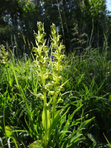 Coeloglossum viride