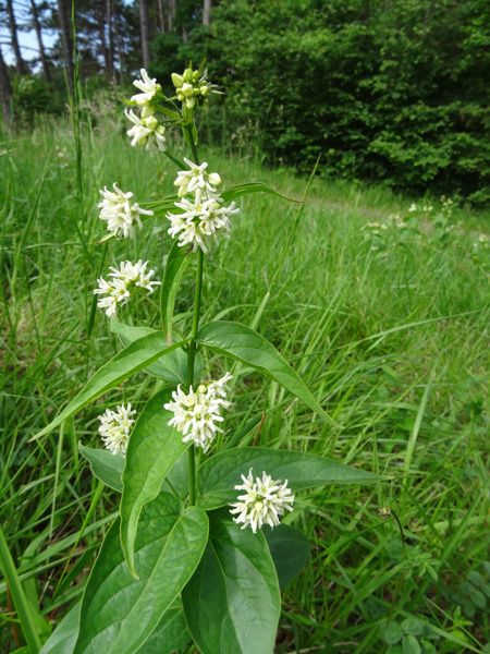 Vincetoxicum hirundinaria