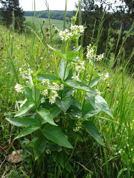 Vincetoxicum hirundinaria