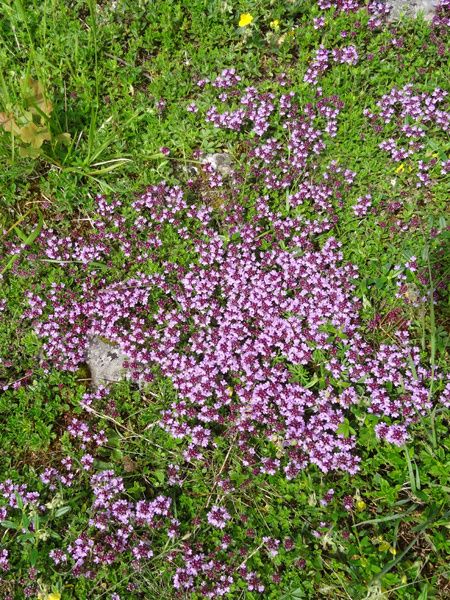 Thymus praecox