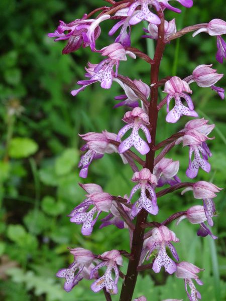 Orchis militaris