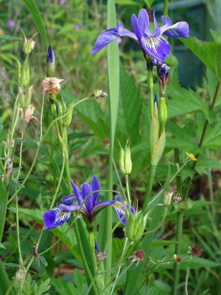 Iris versicolor