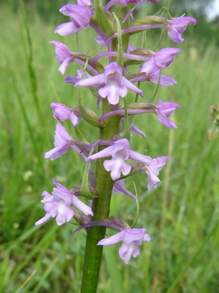 Gymnadenia conopsea