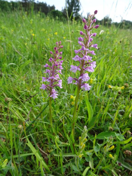 Gymnadenia conopsea