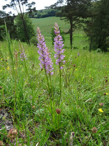 Gymnadenia conopsea
