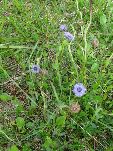 Globularia bisnagarica - Globulaire commune