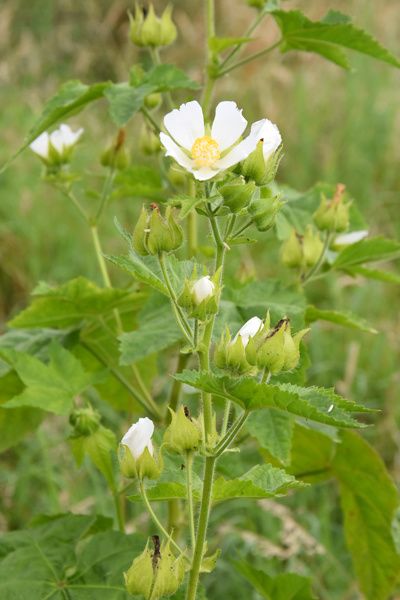 Kitaibelia vitifolia