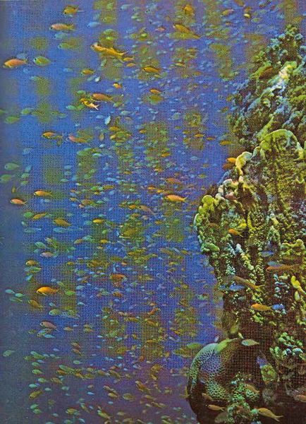 Dans la mer... (suite 1)