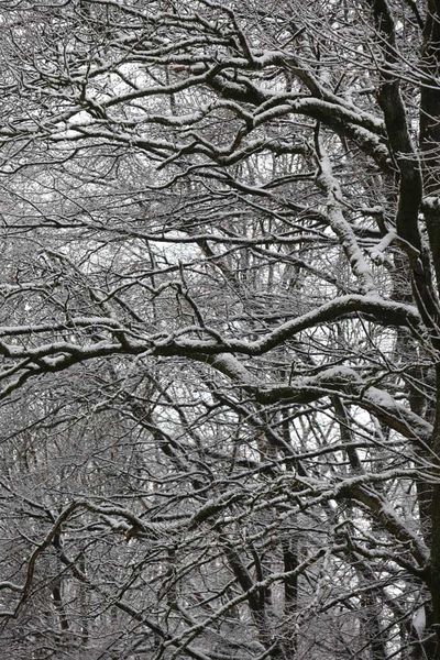 Charolaises et Thiérache sous la neige (Aisne)