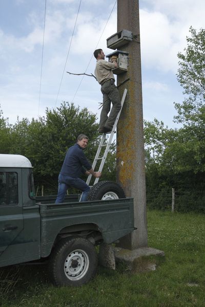 Faucons crécerelles juvéniles (Marquenterre)