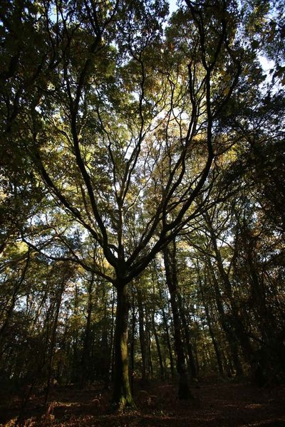 Couleurs automnales (Bois de Champagne, Pacé)