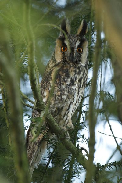 Hibou moyen-duc (Haute-Somme)