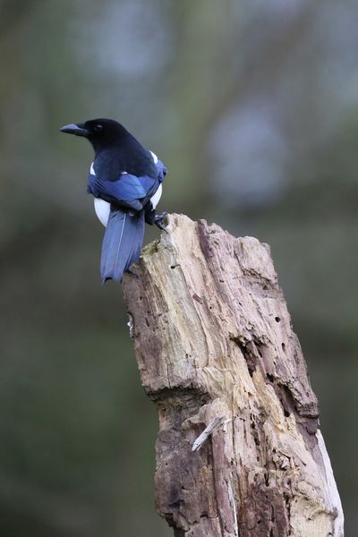 Pie bavarde, mésange nonnette, pinson du nord (Marquenterre)