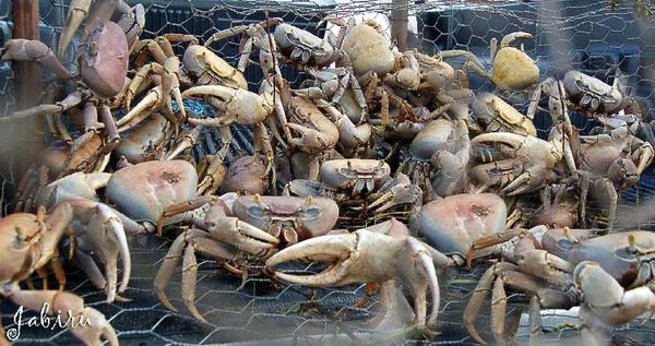Paniers de crabes
