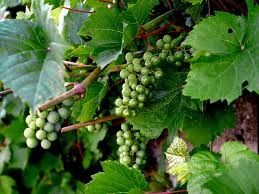 Les Raisins Verts