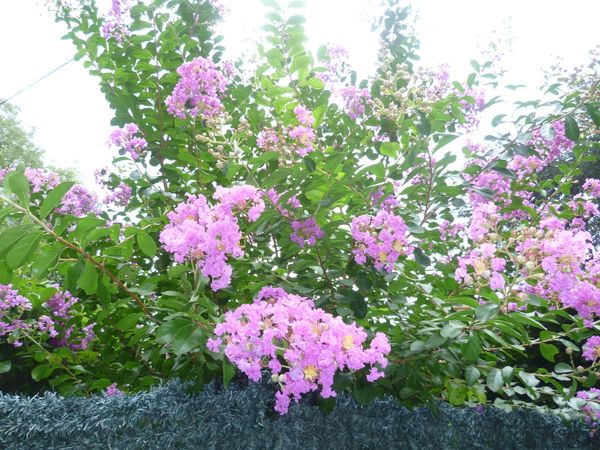 Le lilas des Indes est un formidable arbuste à floraison estivale. L’entretien et la taille sont des gestes qui participeront à la floraison et à la croissance de votre lilas des Indes.