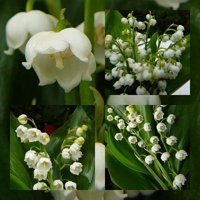 Le Muguet de Mai