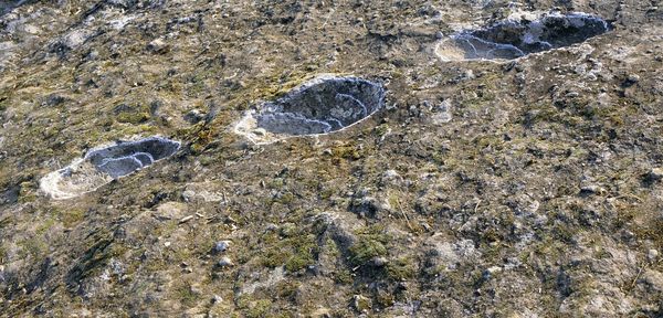 premières traces de l'homo-érectus: peut-être une première manifestation pour se nourrir?